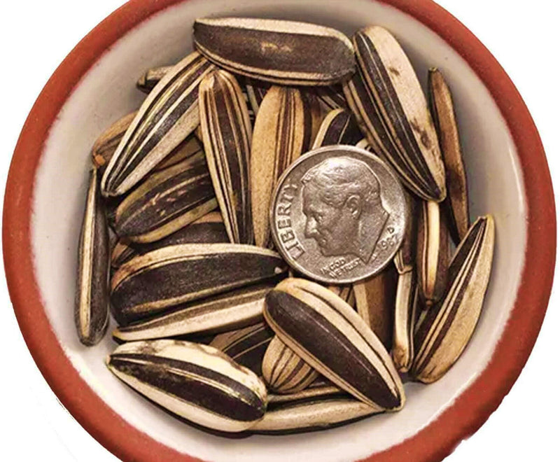 Mongolian Giant Sunflower, Heirloom Sunflower Seeds: Large Yellow Blooms