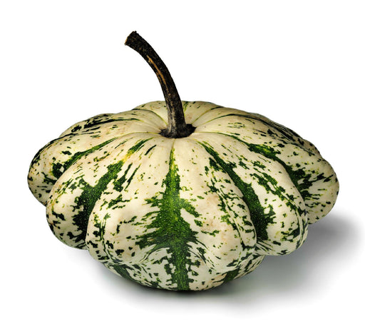 Jaune et Verte Squash – Heirloom Scallop Summer Seeds | Non GMO Vegetable