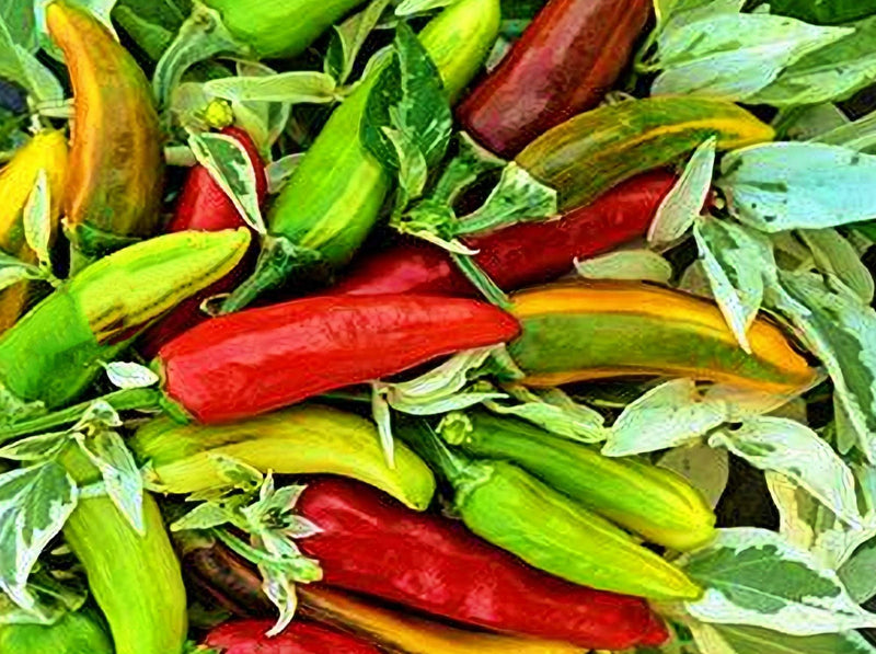 Fish Hot Pepper Heirloom Seeds – Variegated Capsicum Annuum, Heat Tolerant
