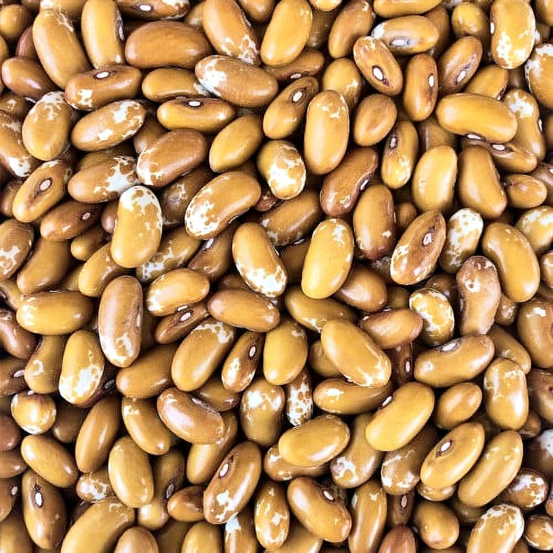 Jacob's Cattle Gold Bean