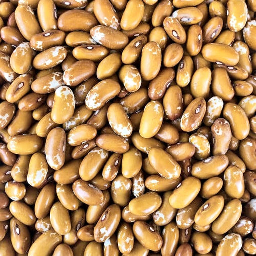 Jacob's Cattle Gold Bean