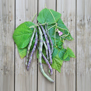 Rattlesnake Pole Beans