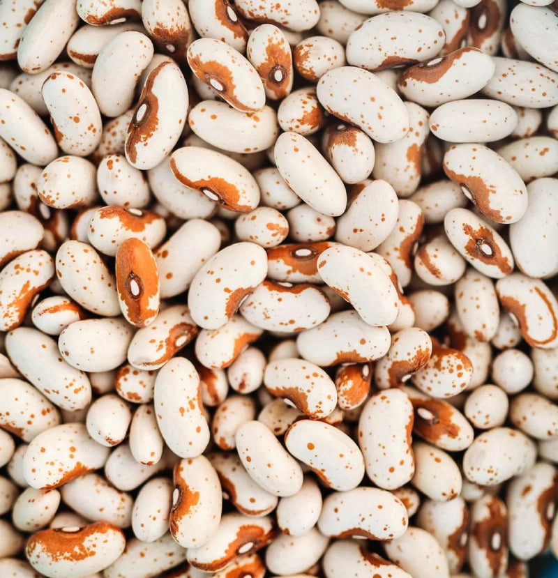 Jacob's Cattle Gold Bean
