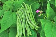Rattlesnake Pole Beans