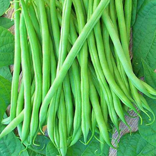 Sunray Bush Snap Bean – Heirloom Vegetable Seeds | Stringless Green Pods