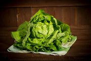 Butterhead Lettuce Seeds - Heirloom Boston Variety | Heat & Cold Resistant, Soft Texture