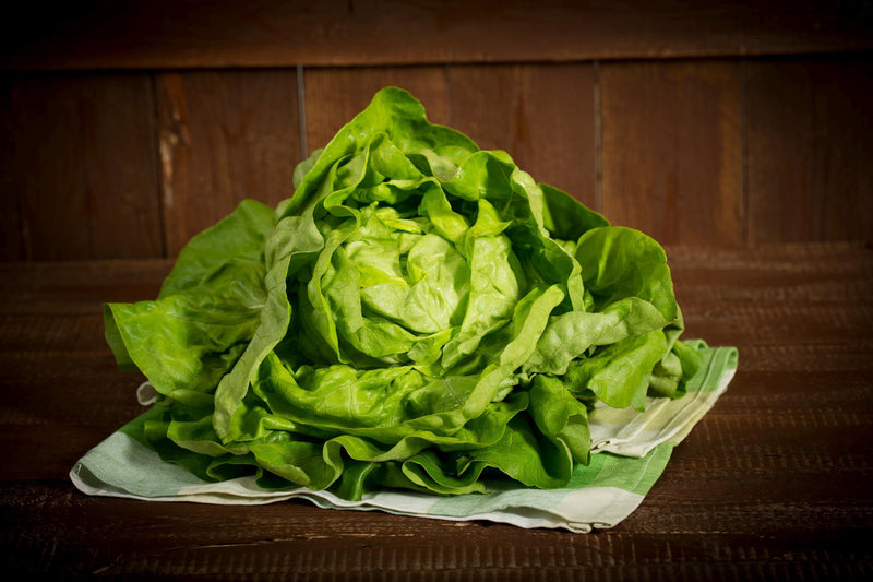 Butterhead Lettuce Seeds - Heirloom Boston Variety | Heat & Cold Resistant, Soft Texture