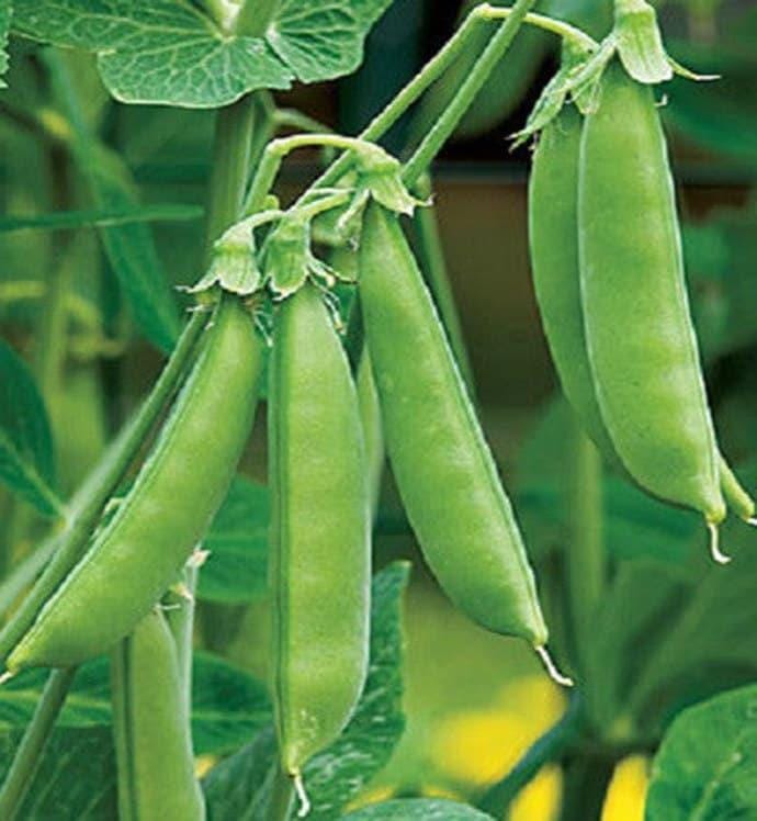 Sugar Ann Snap Peas – Heirloom Sweet Edible Pods | Organic Non GMO Pea Seeds
