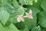 Thomas Laxton Peas - Heirloom Pea Seeds | Non GMO, Powdery Mildew Resistant