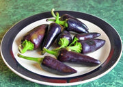 Purple Jalapeno Pepper Seeds - Heirloom Hot Capsicum Annuum Variety | Box Garden