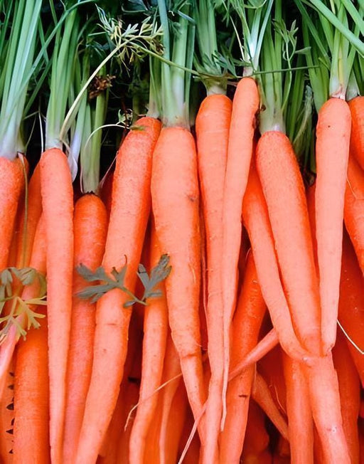 Tendersweet Carrot Seeds - Heirloom, Coreless Variety for Juicing & Container Gardening