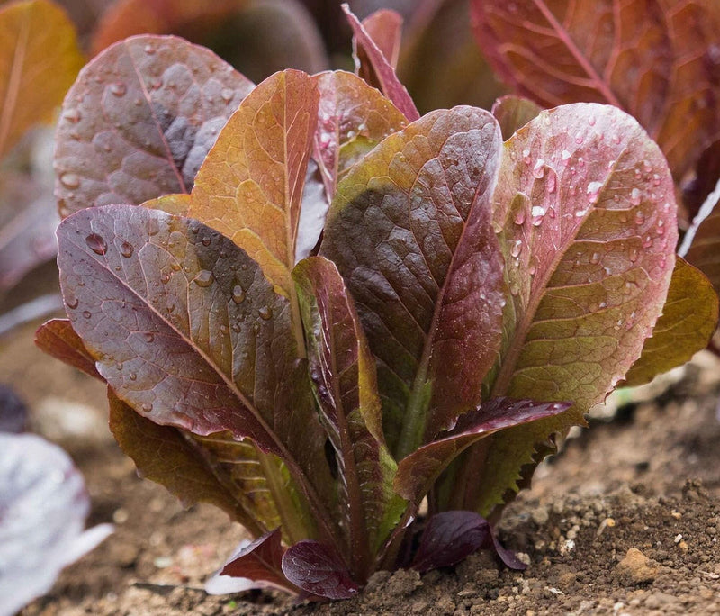 Red Romaine Lettuce - Heirloom Vegetable Garden Seeds | USA Grown, Non GMO