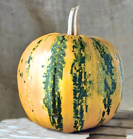 Styrian Pumpkin