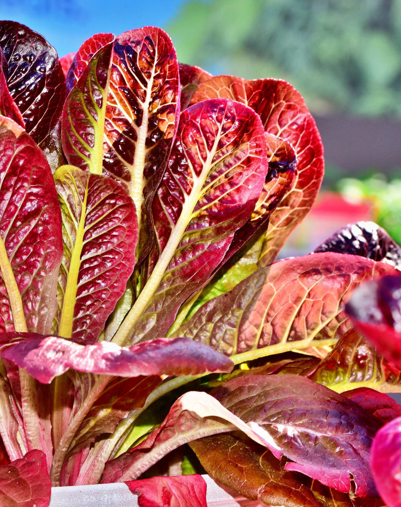Red Romaine Lettuce - Heirloom Vegetable Garden Seeds | USA Grown, Non GMO