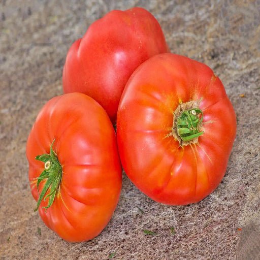 Pusztakolosz Tomato
