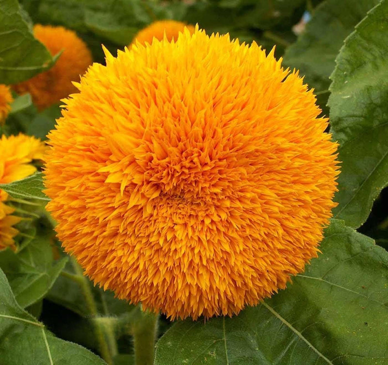 Teddy Bear, Sunflower Seeds: Dwarf, Bright Yellow Heirloom Flower Packet