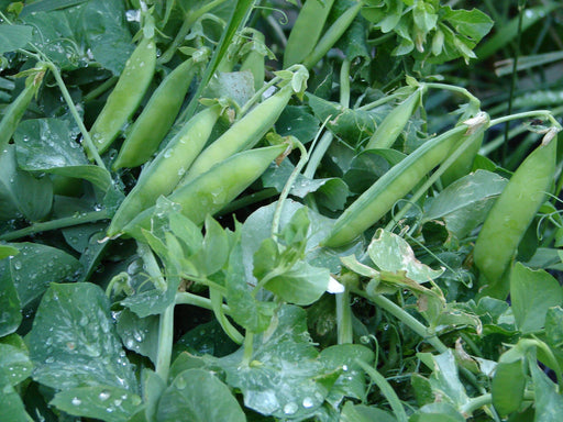 Alaska Pea Seeds - Heirloom, Non GMO, Open Pollinated Vegetable Garden Peas