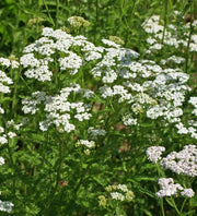 White Yarrow Seeds - Heirloom Medicinal Flowering Herb for Garden Soil Enhancer