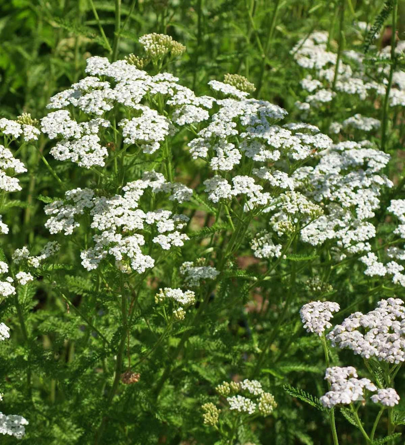 White Yarrow Seeds - Heirloom Medicinal Flowering Herb for Garden Soil Enhancer