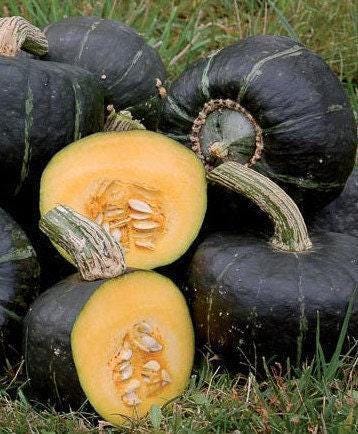 Burgess Buttercup Squash - Heirloom Winter Seeds | Sweet Orange Flesh, Hard Rind