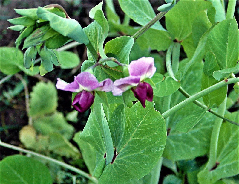 Alaska Pea Seeds - Heirloom, Non GMO, Open Pollinated Vegetable Garden Peas