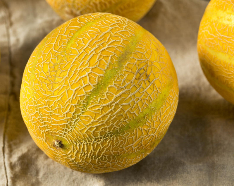 Golden Delicious Cantaloupe - Heirloom Melon Seeds | Open Pollinated, Non GMO