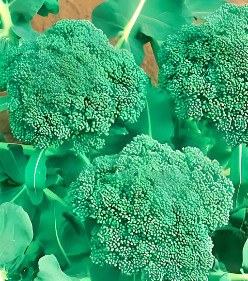 Green Calabrese Broccoli Seeds – Heirloom, Open Pollinated, Rich Flavored Variety