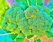 Green Calabrese Broccoli Seeds – Heirloom, Open Pollinated, Rich Flavored Variety
