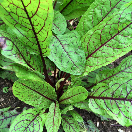 Red Apache Sorrel - Organic Heirloom Herb Seeds | Lemony Flavor, Drought Tolerant