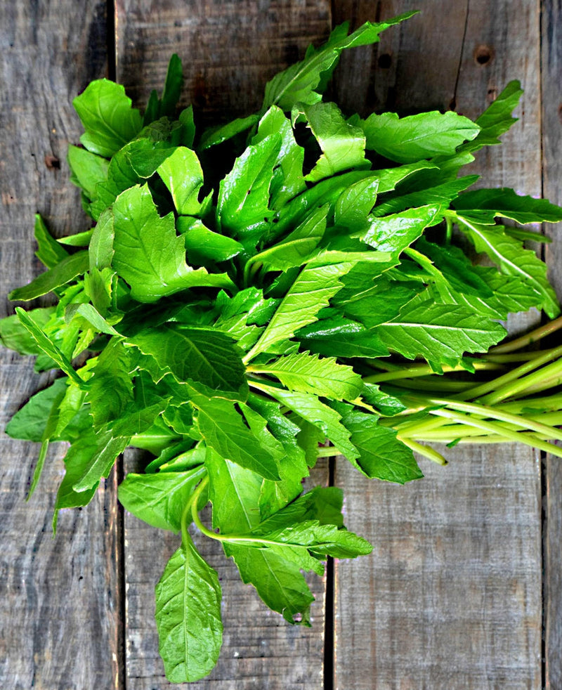 Epazote Herb Seeds - Heirloom Culinary & Medicinal Herbs | Robust Flavor