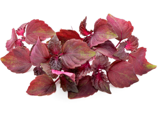 Red Shiso Seeds - Heirloom Perilla Frutescens for Culinary & Medicinal Herbs