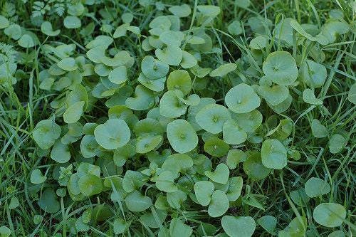 Winter Purslane, Claytonia Perfoliata