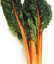 Fantasia Orange Swiss Chard - Heirloom Vegetable Seeds | Crisp Savoyed Leaves & Colorful Edible Stalks