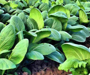 Pak Choy Seeds - Heirloom Chinese Cabbage | Organic, Non GMO, Open Pollinated