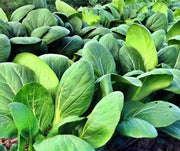 Pak Choy Seeds - Heirloom Chinese Cabbage | Organic, Non GMO, Open Pollinated