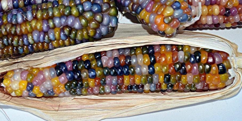Glass Gem Corn – Cherokee Popcorn Seeds | Heirloom, Non-GMO, Vibrant Colors
