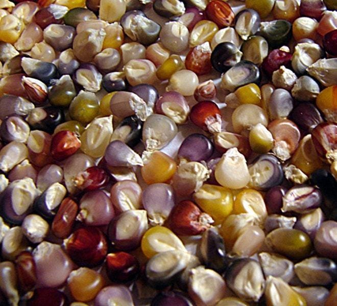 Glass Gem Corn – Cherokee Popcorn Seeds | Heirloom, Non-GMO, Vibrant Colors