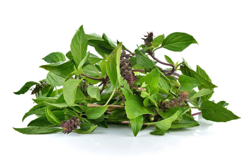 Siam Queen Basil - Heirloom Culinary Herb Seeds | Purple Stem, Licorice Flavor