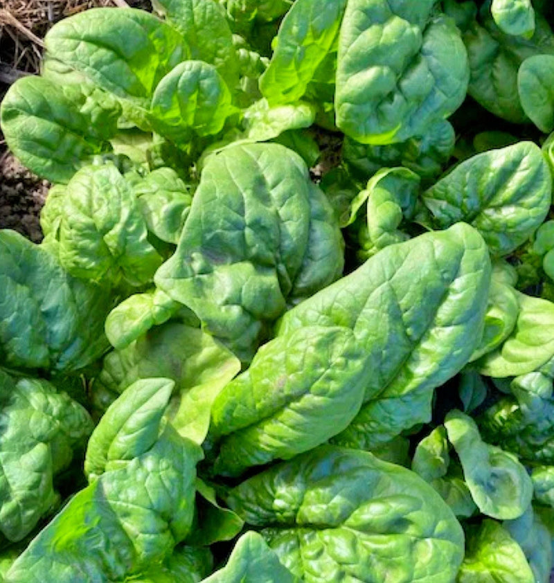 America Spinach Seeds - Heirloom Bloomsdale Variety | Slow Bolt, Heat Resistant