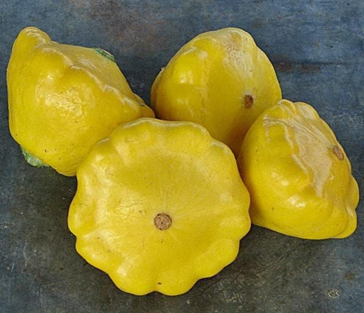 Yellow Scallop Squash - Heirloom Summer Squash Seeds | Tender, Buttery Sweet