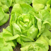 White Boston Lettuce - Heirloom Butterhead Seeds | Non GMO, Mild Flavored