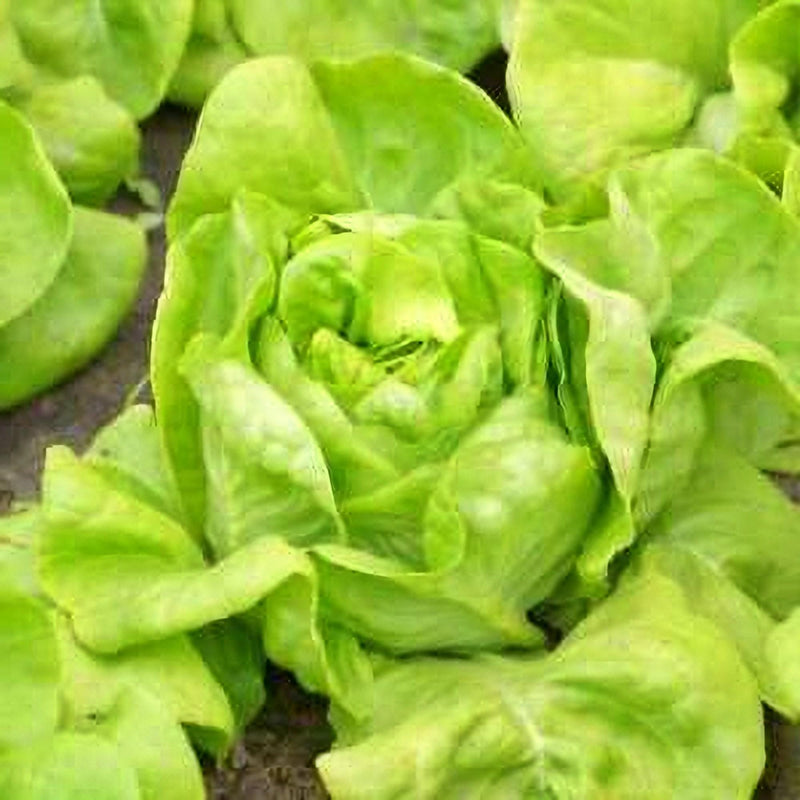 White Boston Lettuce - Heirloom Butterhead Seeds | Non GMO, Mild Flavored