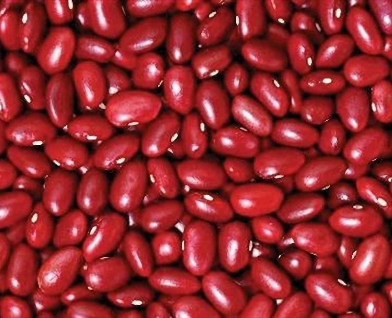 Small Red Chili Beans - Dry Bush Bean Seeds | Organic Heirloom Garden Packet