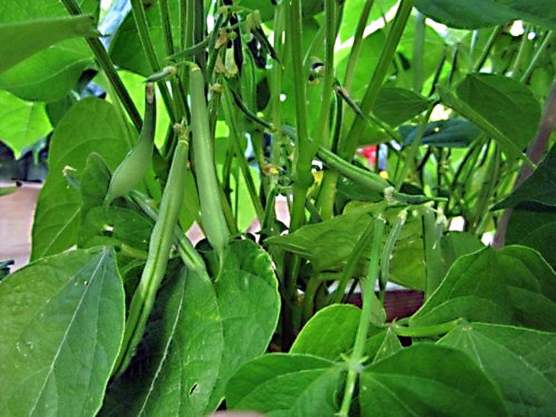 Small Red Chili Beans - Dry Bush Bean Seeds | Organic Heirloom Garden Packet