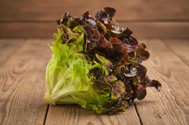 Ruby Red Lettuce