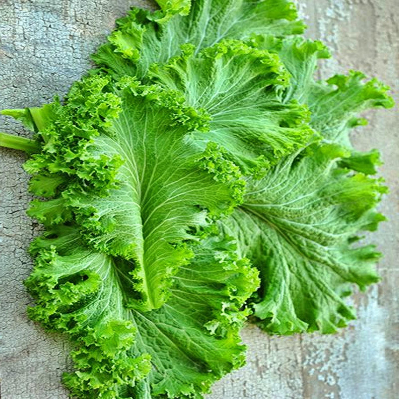 Green Wave Mustard Seeds - Heirloom, Non GMO, Cold Hardy Spicy Greens for Salad & Garden