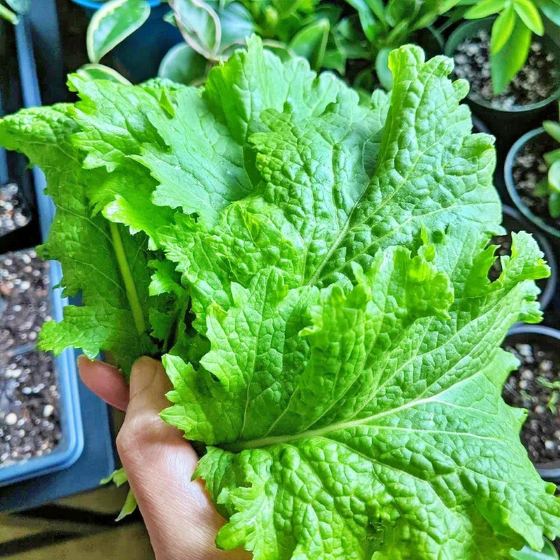 Green Wave Mustard Seeds - Heirloom, Non GMO, Cold Hardy Spicy Greens for Salad & Garden