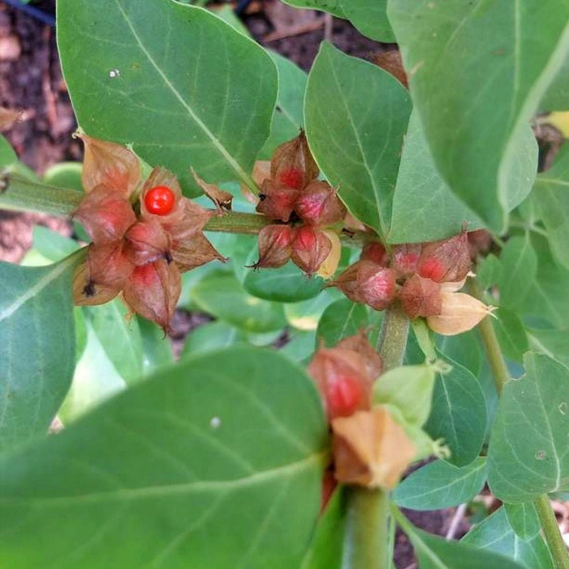 Ashwagandha Herb Seeds - Indian Ginseng | Heirloom, Open-Pollinated, Medicinal Herbs