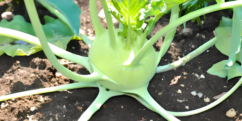 Early White Vienna Kohlrabi - Heirloom Vegetable Seeds | Cold Hardy, High Yield Crop