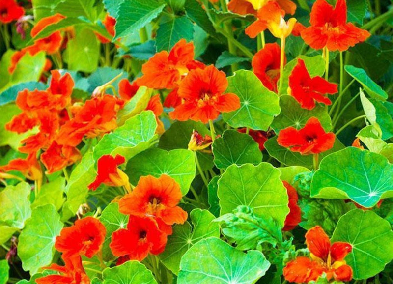 Empress of India Nasturtium - Scarlet Edible Flower Seeds | Heirloom Annual